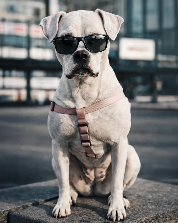 Ein weißer Hund mit dunkler Sonnenbrille und rosa Geschirr sitzt draußen.