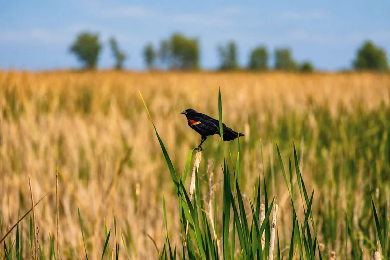 Ein schwarzer Vogel mit rotem und gelbem Flügelfleck balanciert auf einem Schilfhalm über einem Feld goldener Gräser.
