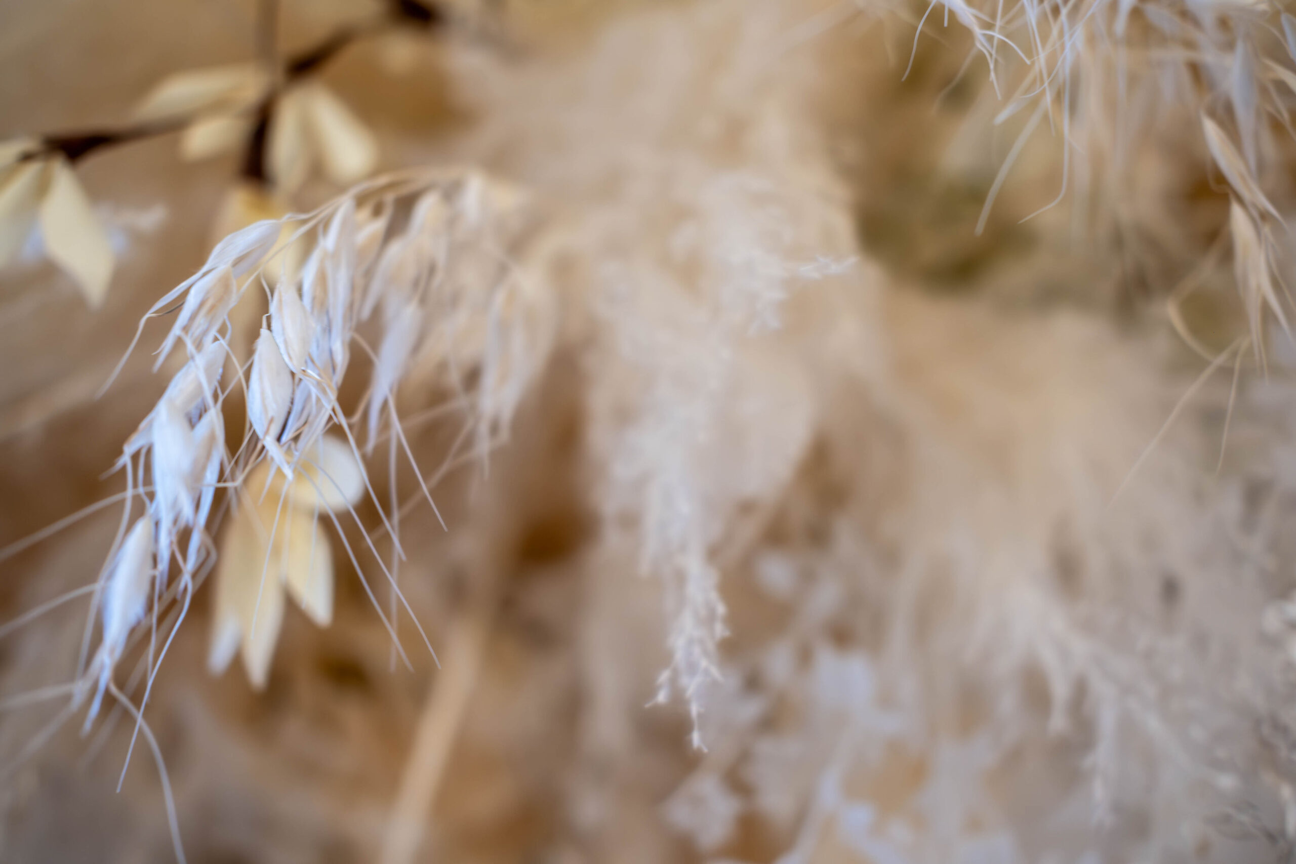 Macro photography of delicate dried white grasses and neutral-toned botanicals with a soft, blurred depth of field.