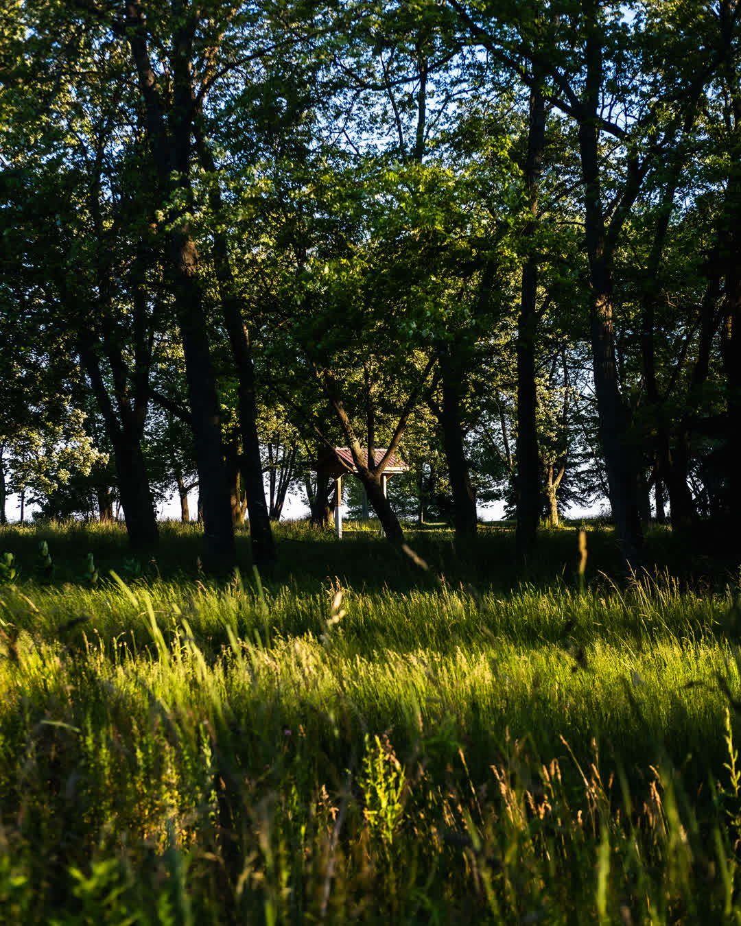 A bright green grassy clearing leading to a small, shaded wooden gazebo nestled among tall, dark trees in a forest.
