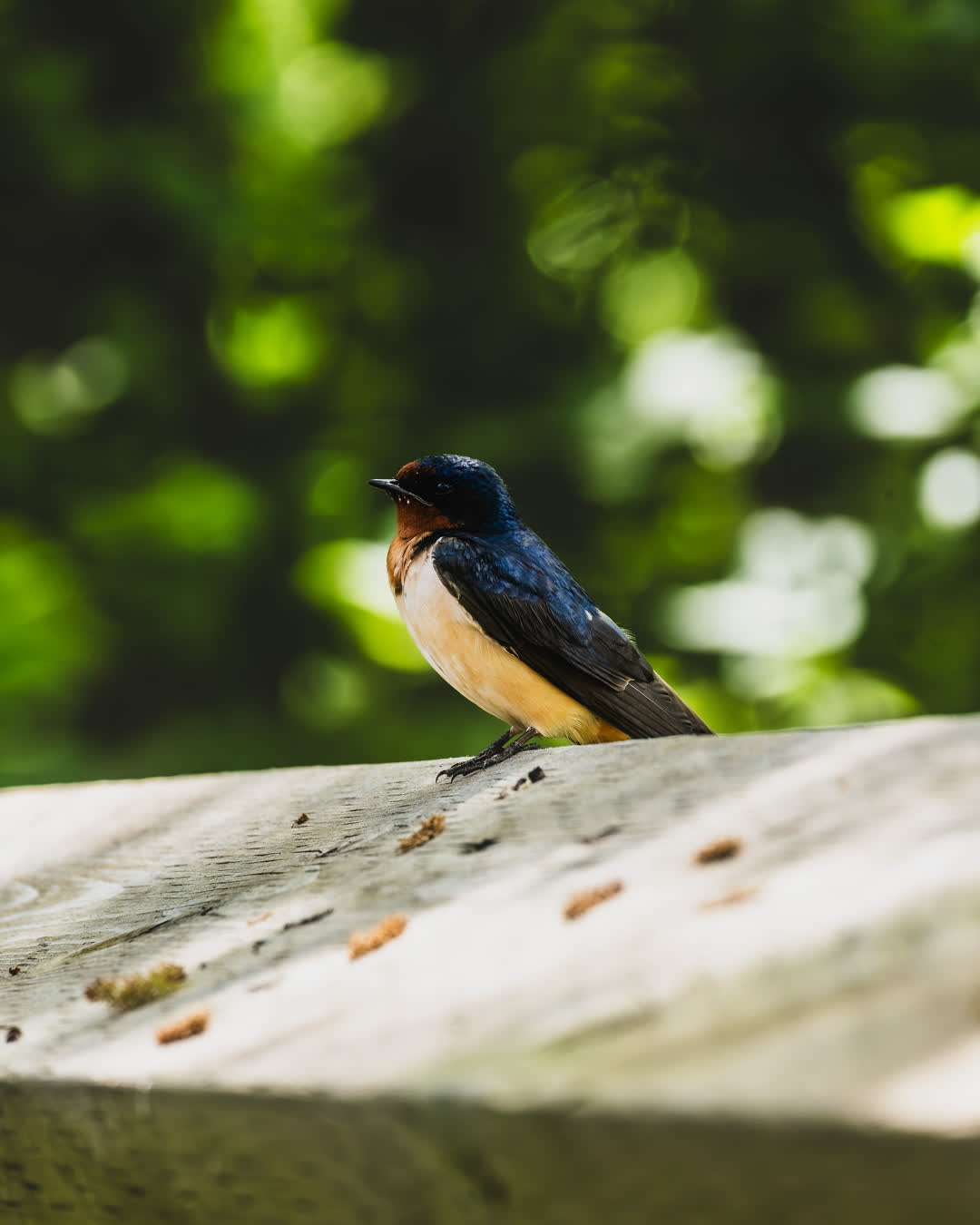 Close up portrait of a wild barn swallow with deep blue and orange plumage resting on a sunlit wooden fence against a soft green background.