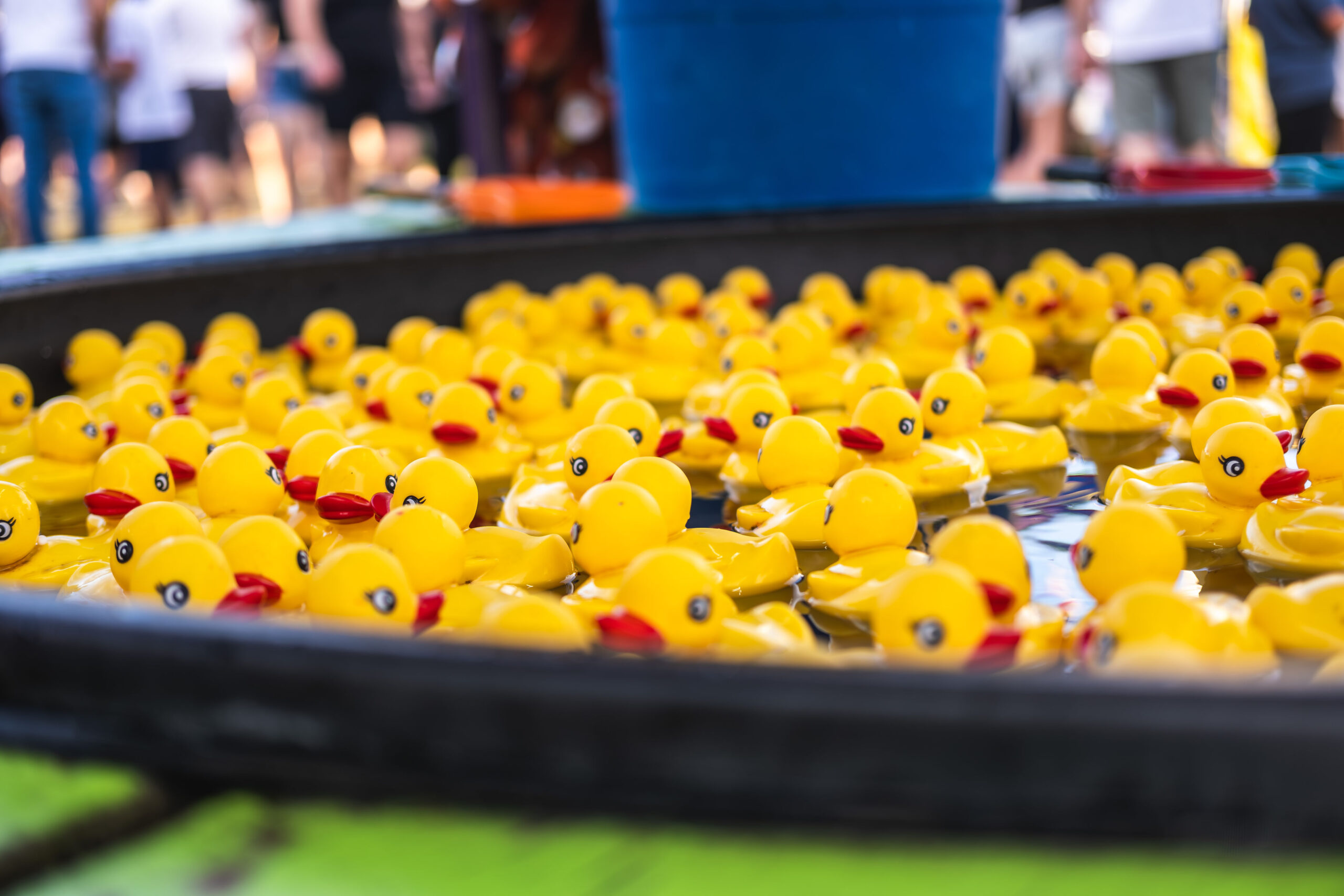 A dense cluster of bright yellow rubber toy ducks floating in a dark pool of water at an outdoor community carnival game.